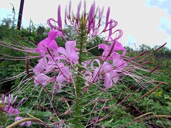 Showy Spider Flower